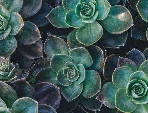 Tile and Grout Maintenance: Extending the Life of Your Boise Home’s Surfaces